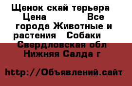 Щенок скай терьера › Цена ­ 20 000 - Все города Животные и растения » Собаки   . Свердловская обл.,Нижняя Салда г.